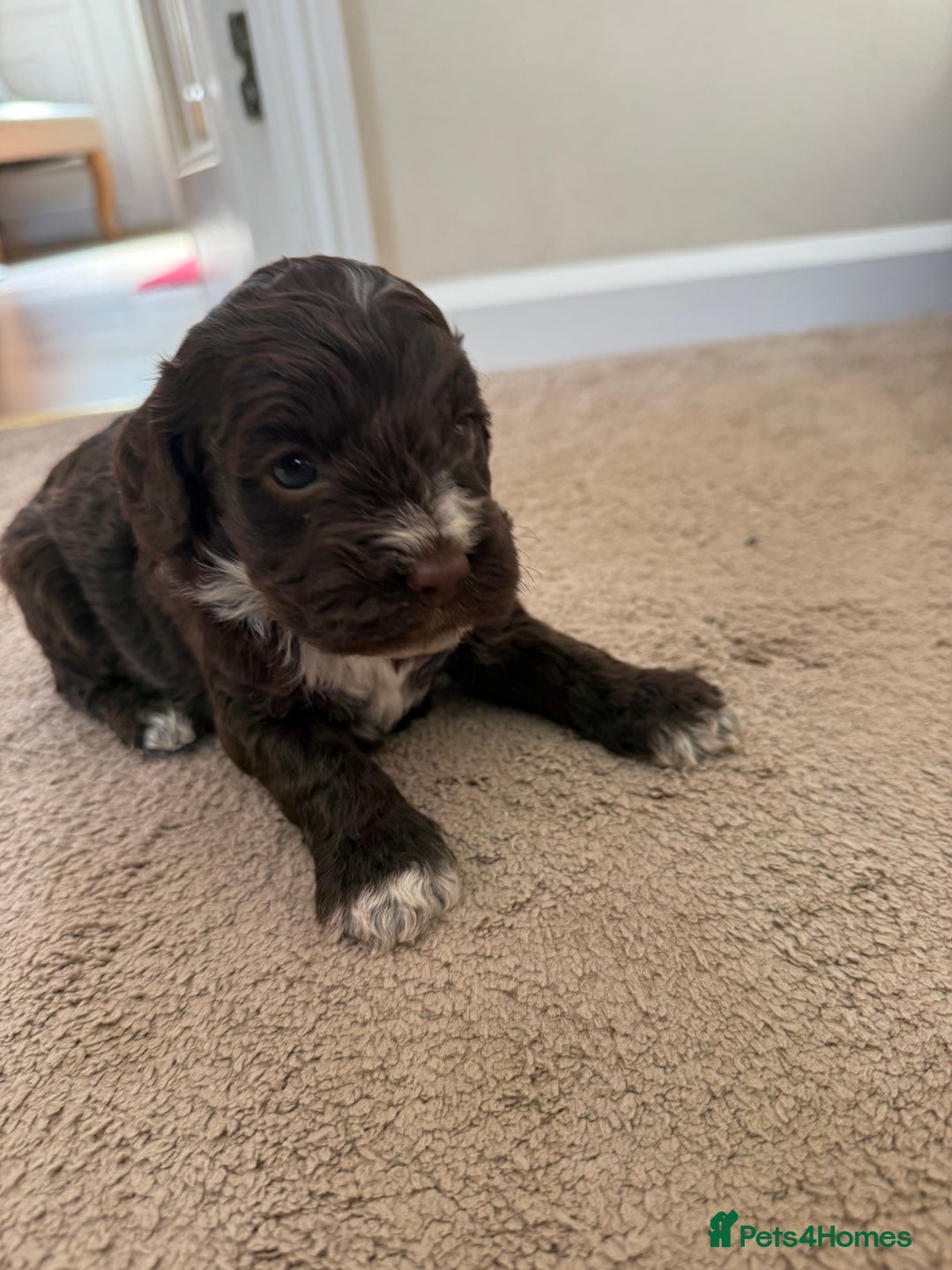 Cockapoo dogs for sale: 8 beautiful cockapoo puppies  - Image 3