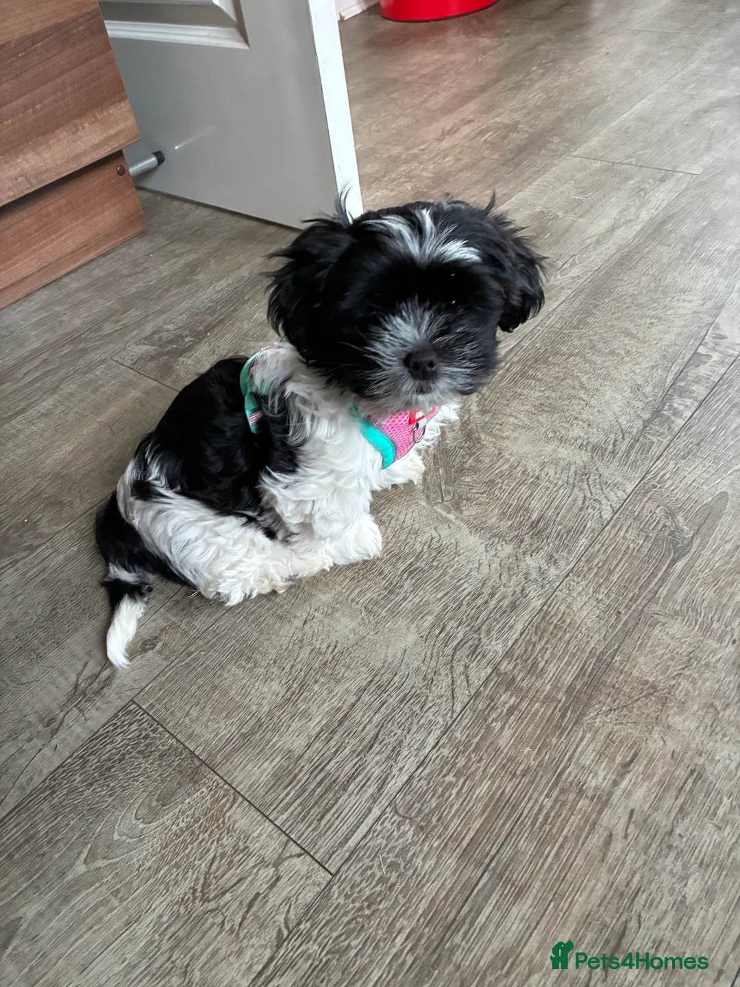 Malshi dogs for sale: Malshi pups - Advert 12