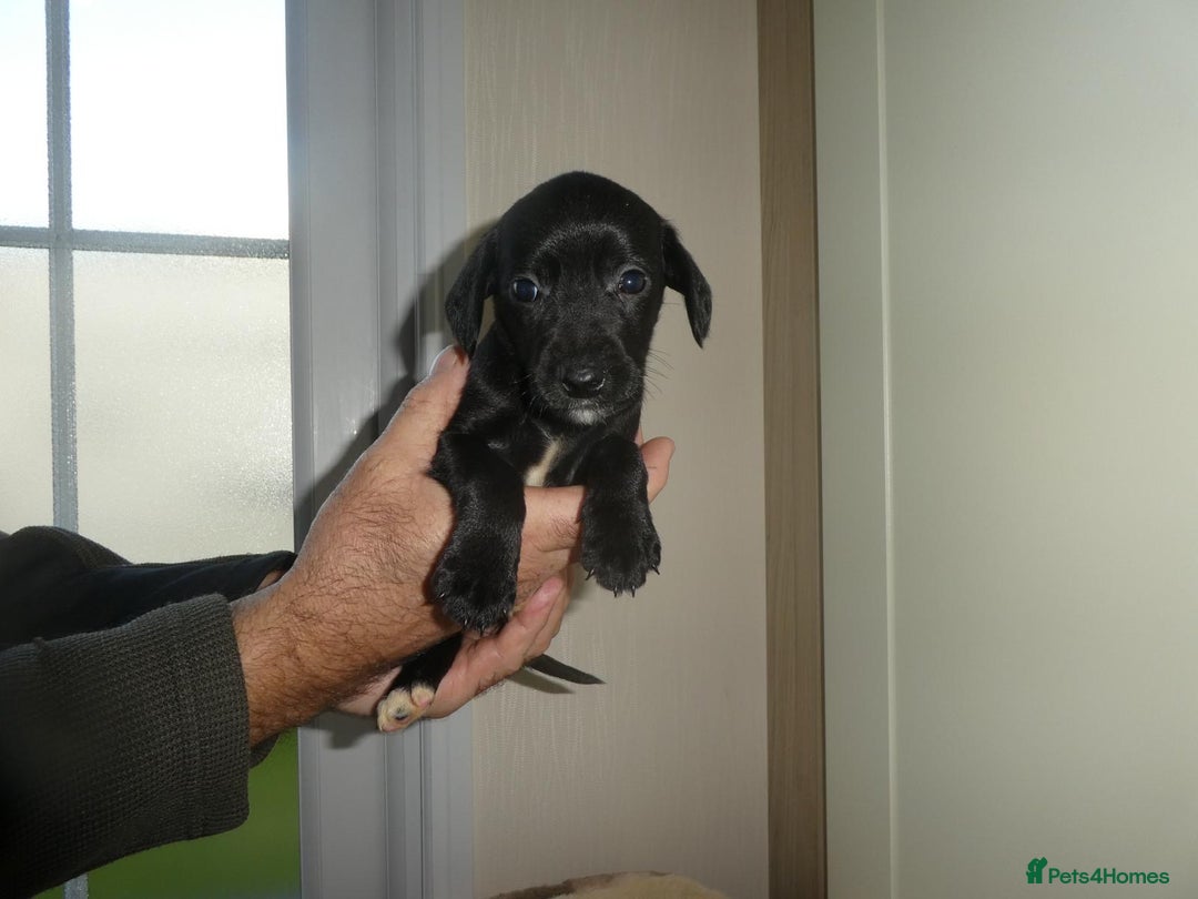 Mixed Breed dogs for sale: Springer x jack Russell  - Advert 6