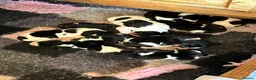 Basset Hound dogs for sale: Beautiful Tri colour Basset pups  - Advert 4