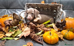 Miniature Dachshund dogs for sale: TRUE MINIATURE DASCHUND BABIES only 5 - Image 33
