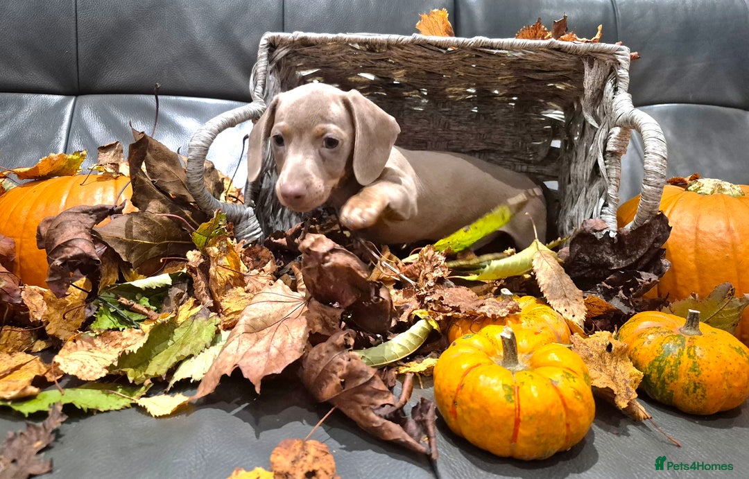 Miniature Dachshund dogs for sale: TRUE MINIATURE DASCHUND BABIES only 5 - Image 33