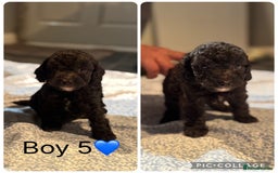 Cockapoo dogs for sale: Cockapoo Puppies - Image 6