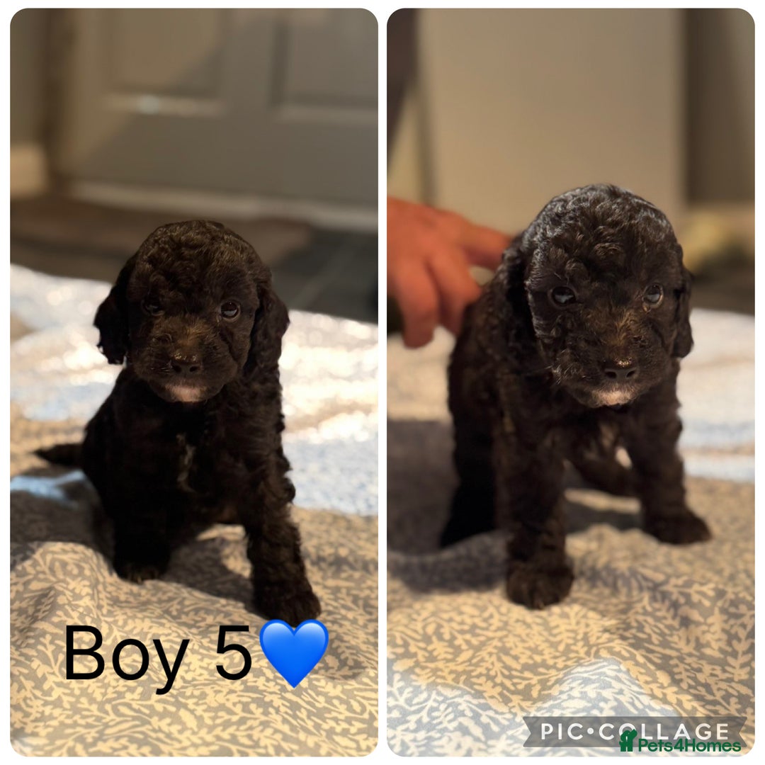 Cockapoo dogs for sale: Cockapoo Puppies - Image 6