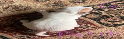 Jack Russell dogs for sale: Gorgeous Jack Russell Puppies - Advert 9