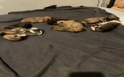 Mixed Breed dogs for sale: Bullsky puppies  - Image 1