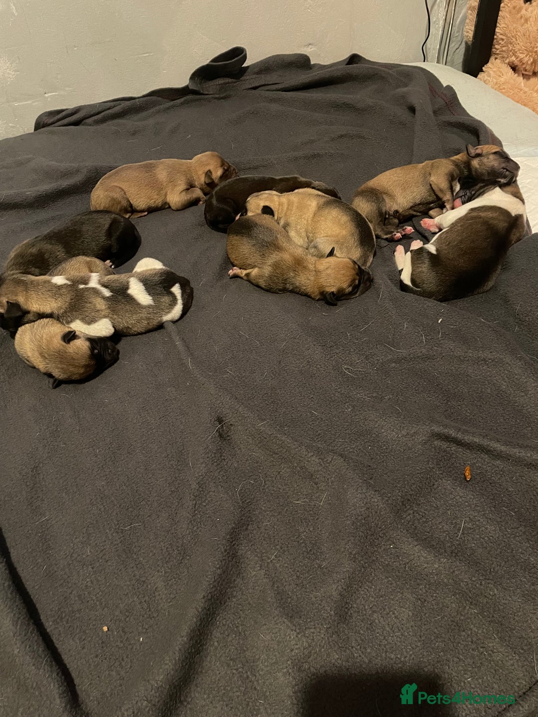 Mixed Breed dogs for sale: Bullsky puppies  - Image 1
