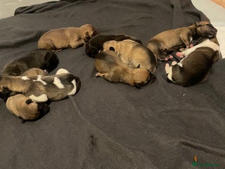 Mixed Breed dogs - Advert 2