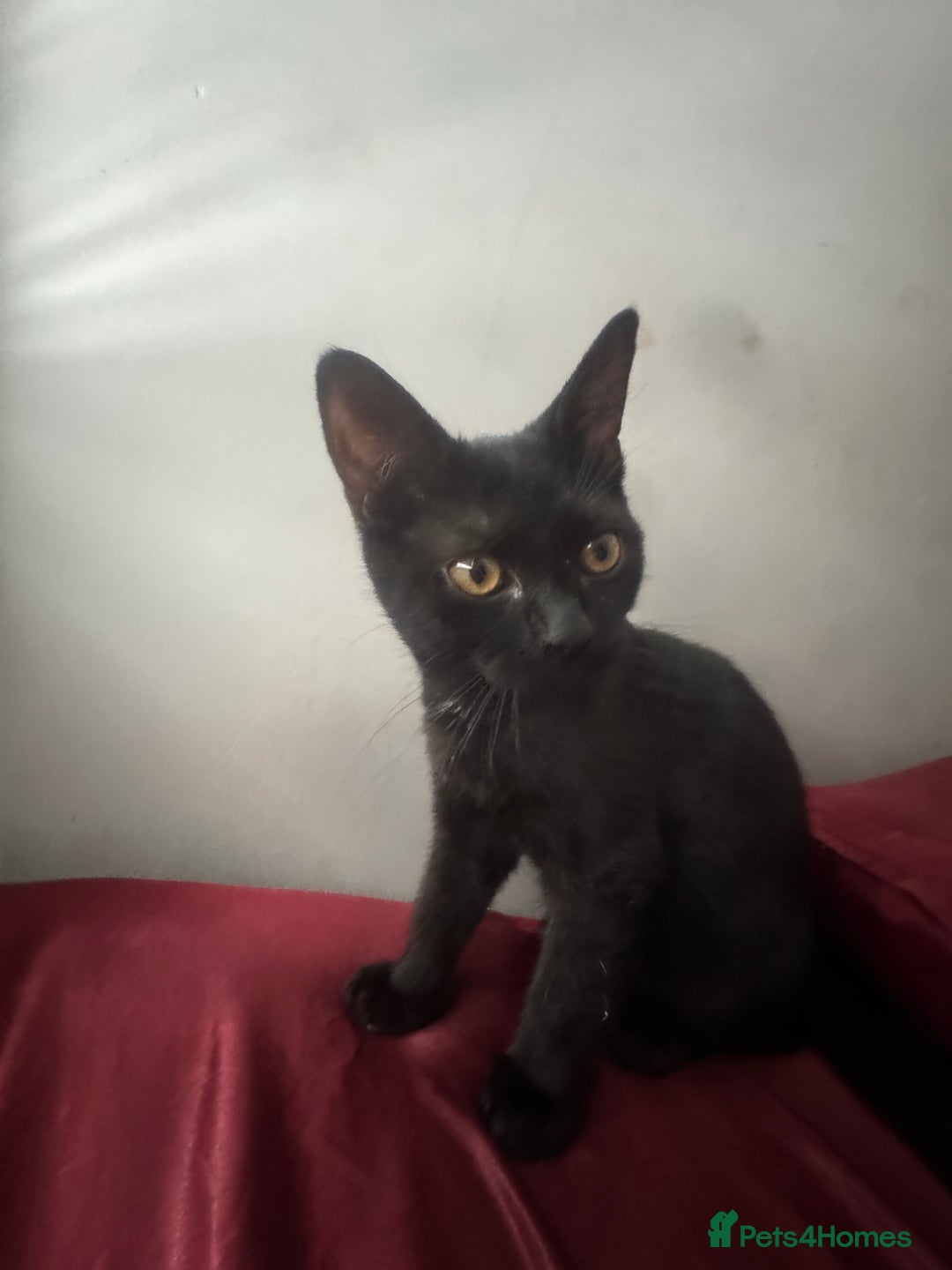 Domestic Shorthair cats for sale: British Shorthair x Black Domestic  - Image 3