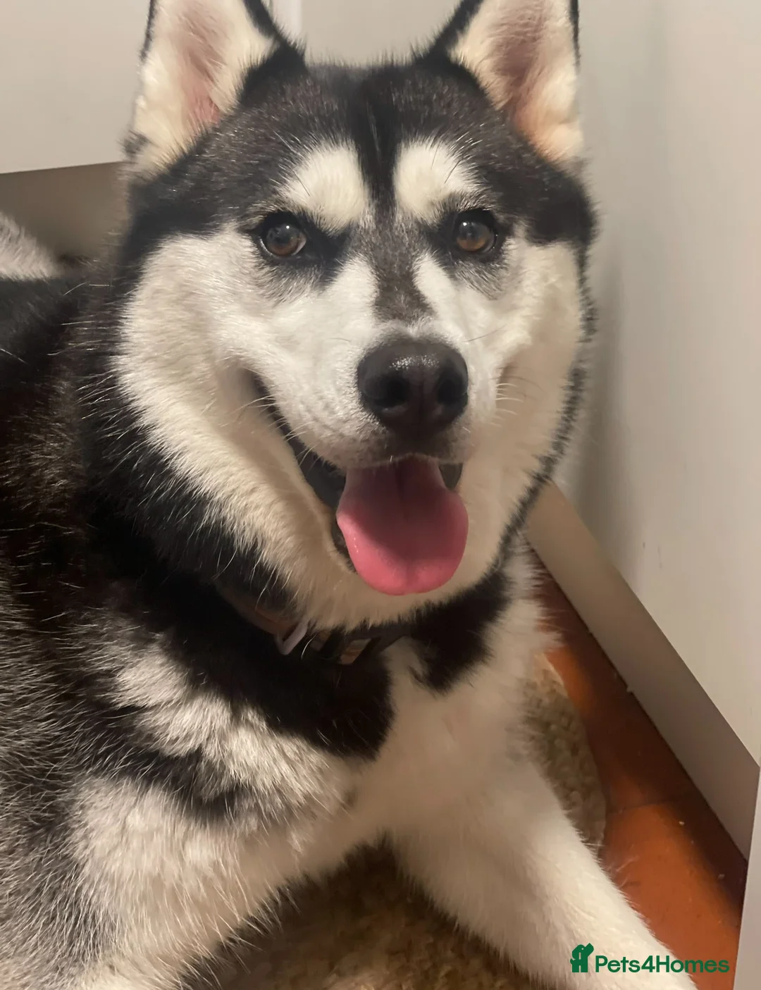 Siberian Husky dogs for sale: Siberian husky  - Advert 4