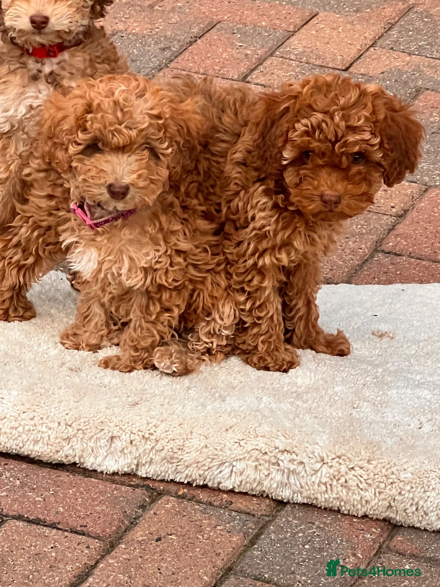 Cockapoo dogs Beautiful cockapoo puppies   forever homes  !  - Advert 9