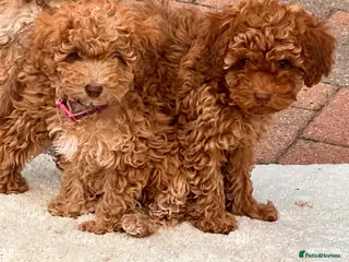 Cockapoo dogs Beautiful cockapoo puppies forever homes ! - Advert 2