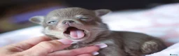 Chihuahua dogs for sale: Extremely Small Lilac and tan chihuahua girl  - Advert 1