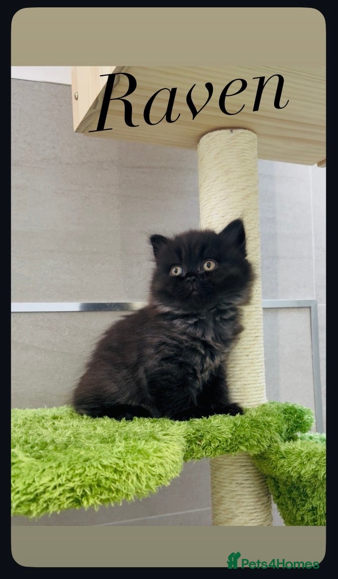 British Longhair cats 💕Stunning GCCF Registered female 💕 - Advert 12
