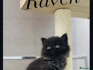British Longhair cats 💕Stunning GCCF Registered female 💕 - Advert 12