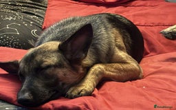 Mixed Breed dogs for adoption: Sikah is looking for her forever home  - Image 5