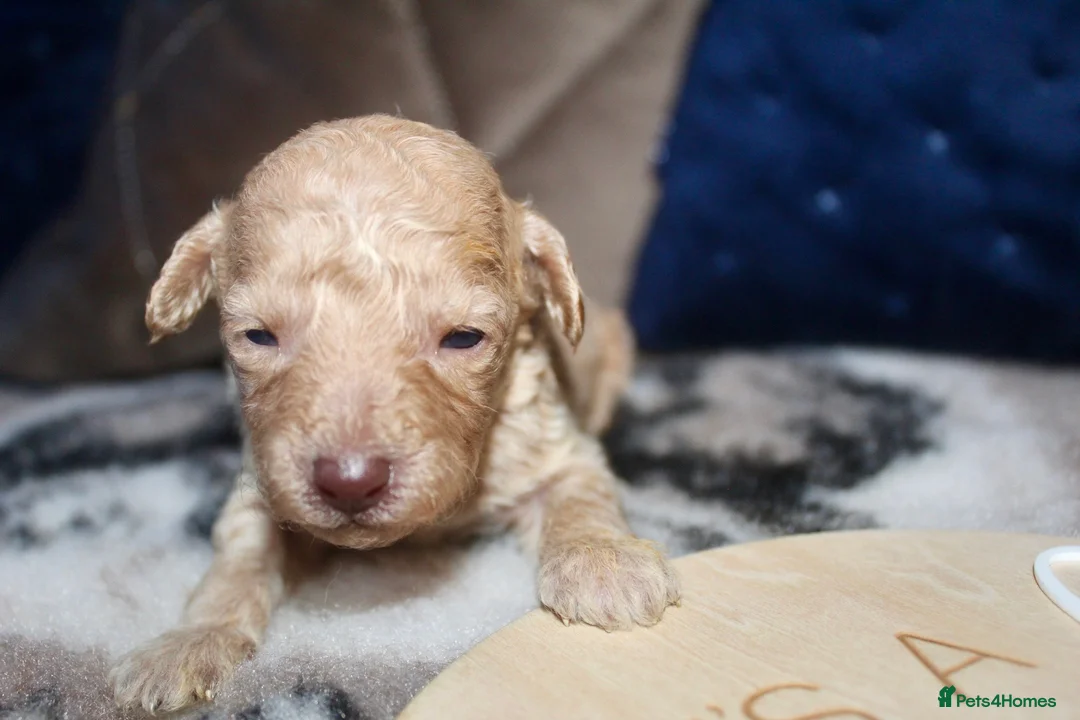 Cockapoo dogs for sale: Child friendly cockapoo puppies ready March - Advert 2