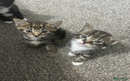 Abyssinian cats for sale: X3 kittens for sale  - Image 4