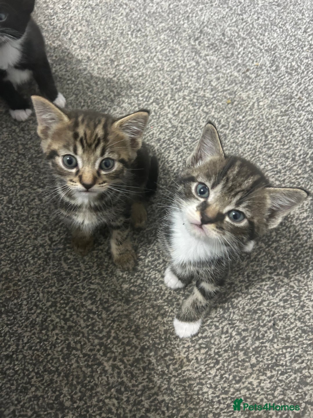 Abyssinian cats for sale: X3 kittens for sale  - Image 4
