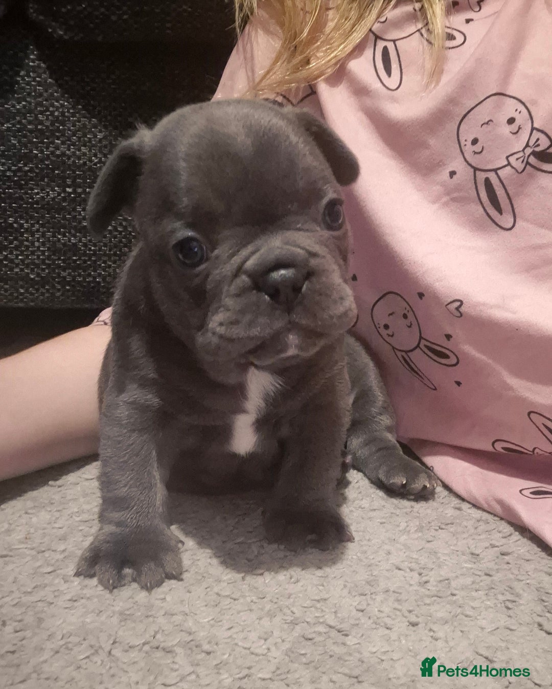 French Bulldog dogs for sale:  REDUCED ! 2 blue french bulldog boys for sale. - Advert 9