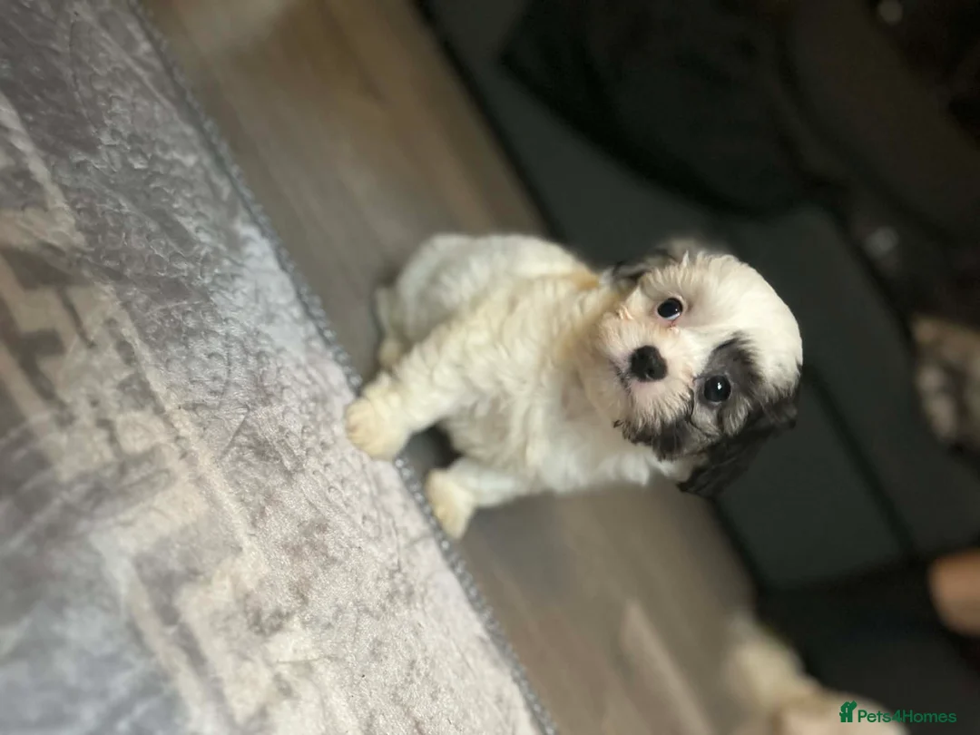 Zuchon dogs for sale: Mixed bishon  - Advert 4