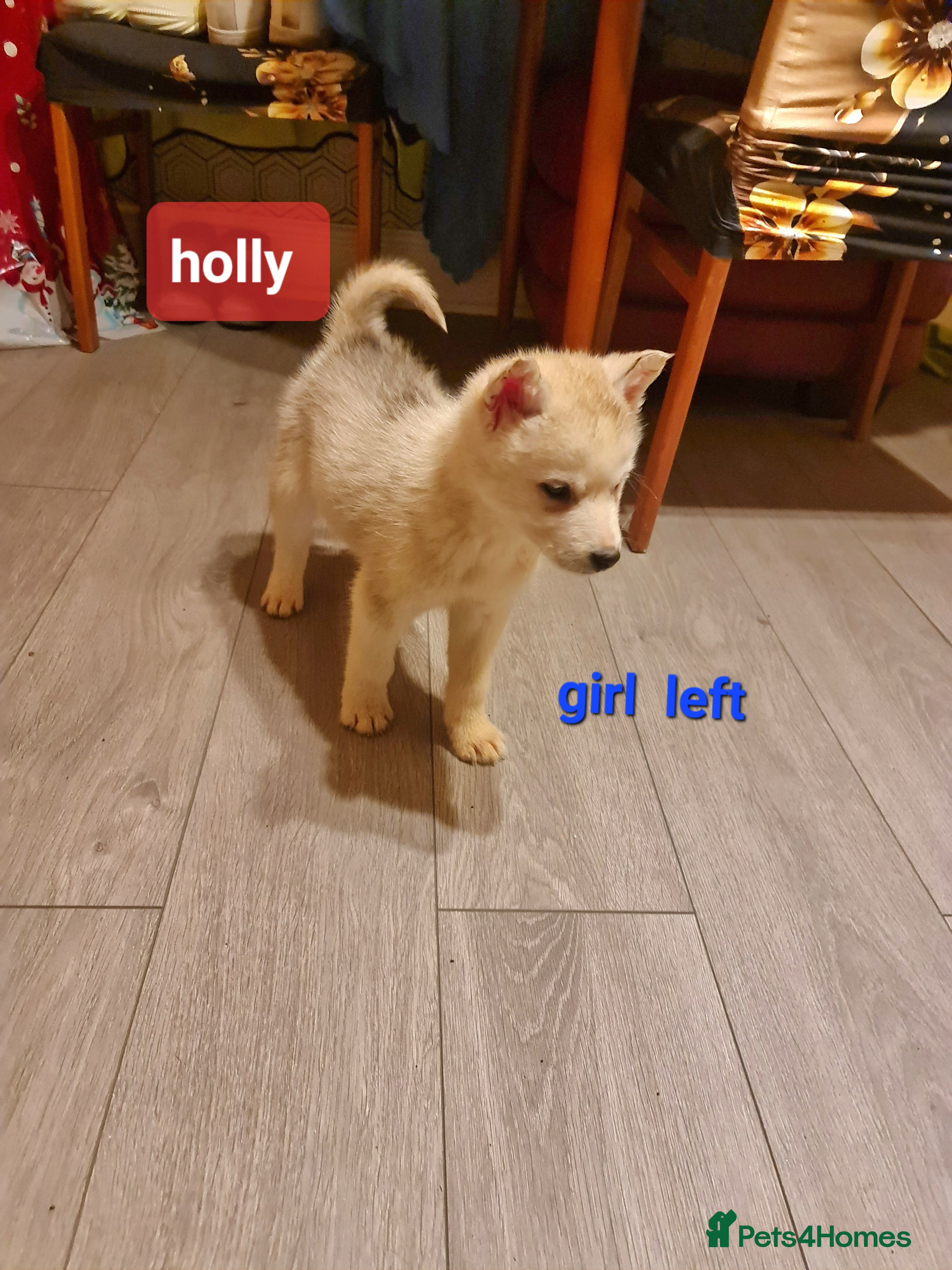 Siberian Husky dogs 1 boy and 2 girls left  - Advert 2