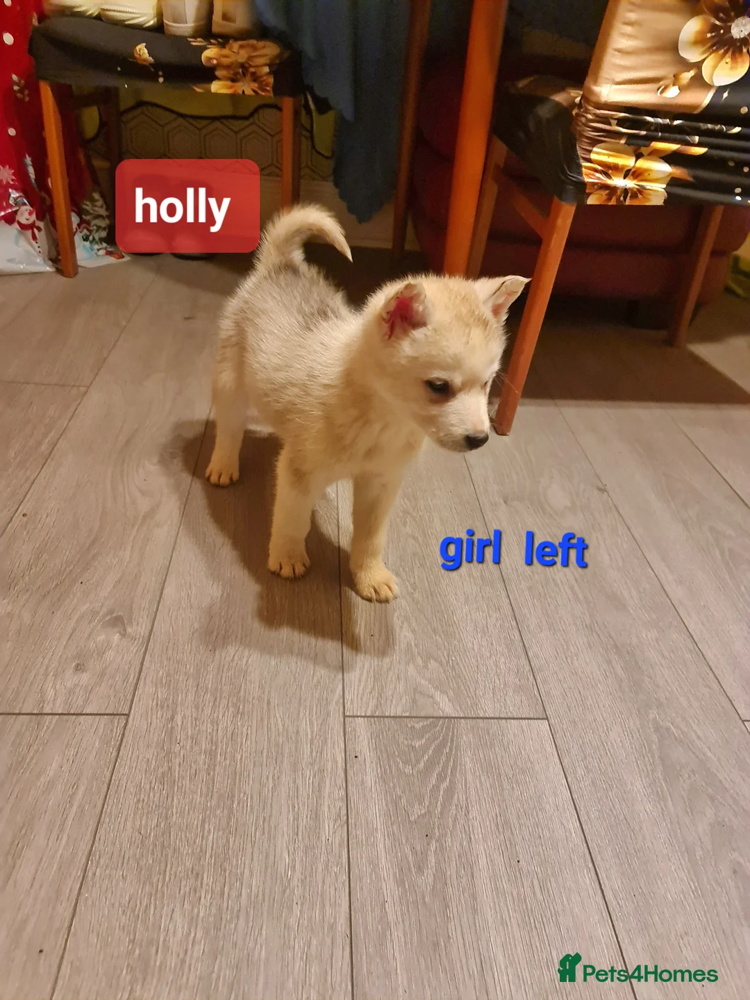 Siberian Husky dogs for sale: 1 boy and 1 girl  left  - Advert 2