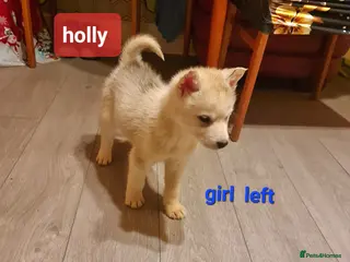 Siberian Husky dogs 1 boy and 2 girls left - Advert 6