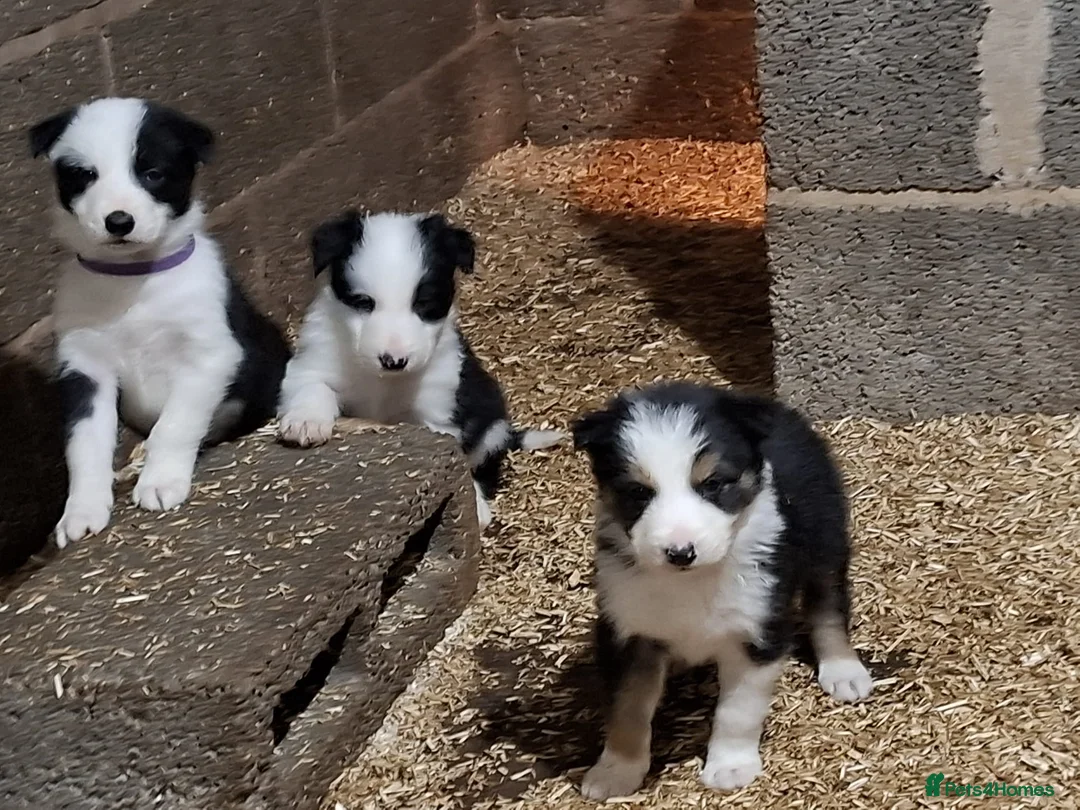 Border Collie dogs for sale: Border Collie puppies - Advert 1