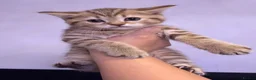 Scottish Fold cats for sale: The Stunning Scottish Fold kittens are ready - Advert 37