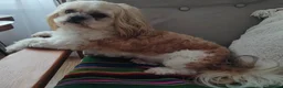 Shih Tzu dogs for stud: Handsome Shih Tzu available for stud - Advert 6