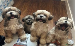 Lhasa Apso dogs for sale: Lhasa apso puppies  - Image 6