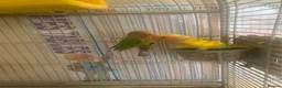 Lovebirds birds for sale: Pair of love birds £50 - Advert 5