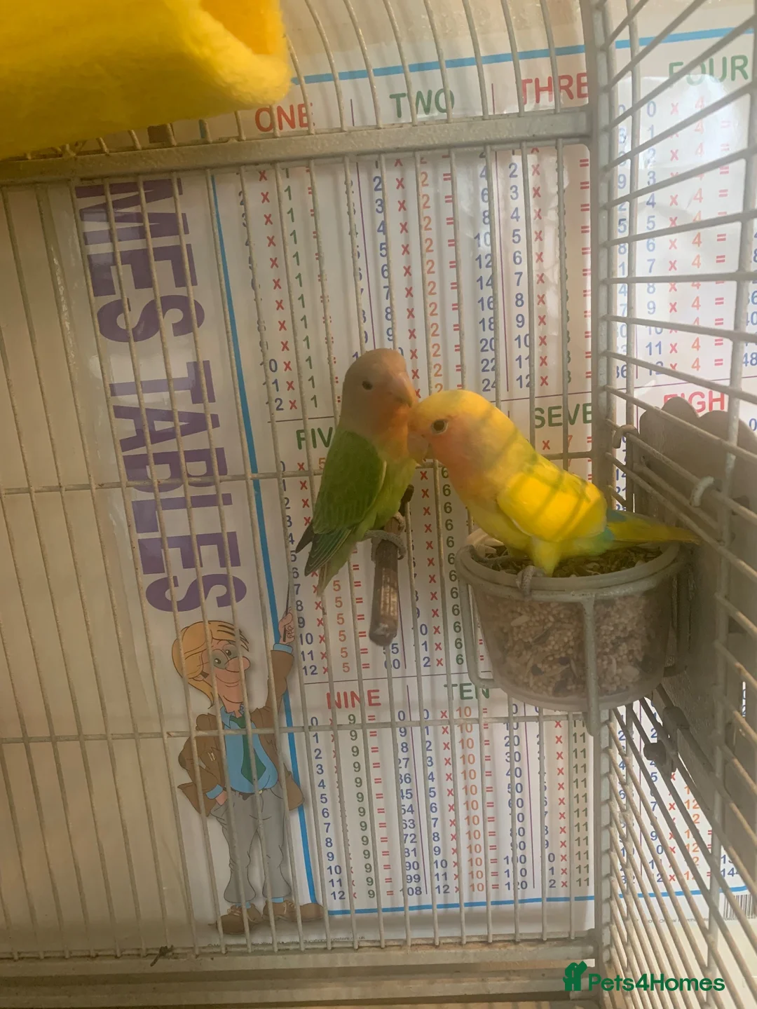 Lovebirds birds for sale: Pair of love birds £50 - Advert 5