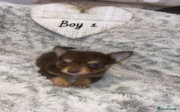 Chihuahua dogs for sale: ✨🐾 chihuahua pups 🐾✨ - Image 3