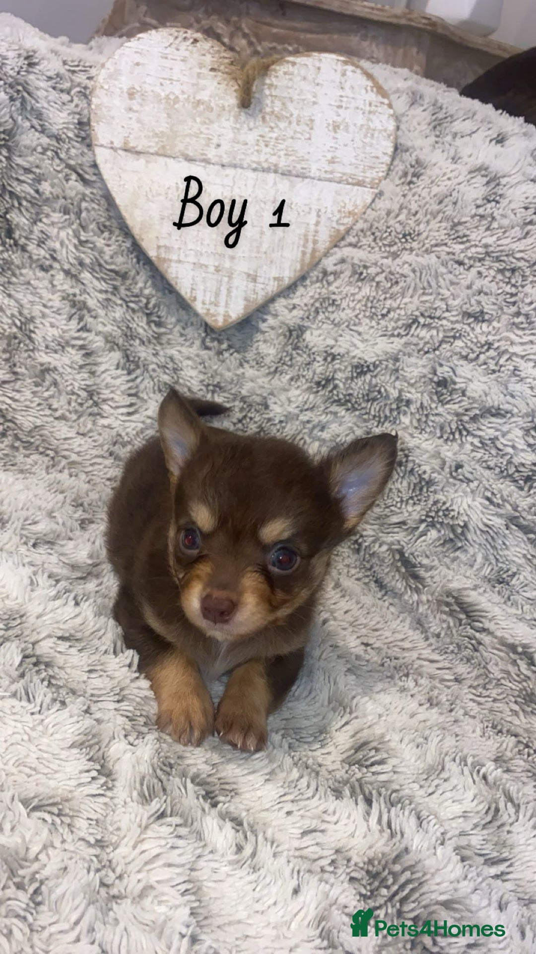 Chihuahua dogs for sale: ✨🐾 chihuahua pups 🐾✨ - Image 3