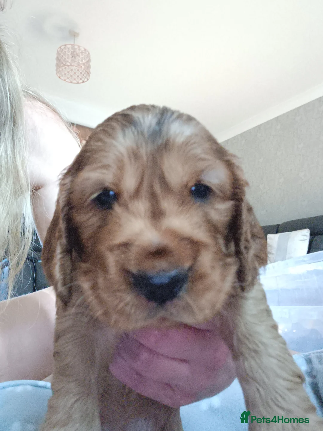 Cocker Spaniel dogs for sale: Show type cocker spaniel puppies  - Advert 2