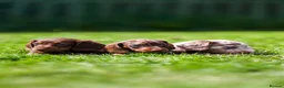 Miniature Dachshund dogs for sale: Miniature dachshunds boys and girls  - Advert 4