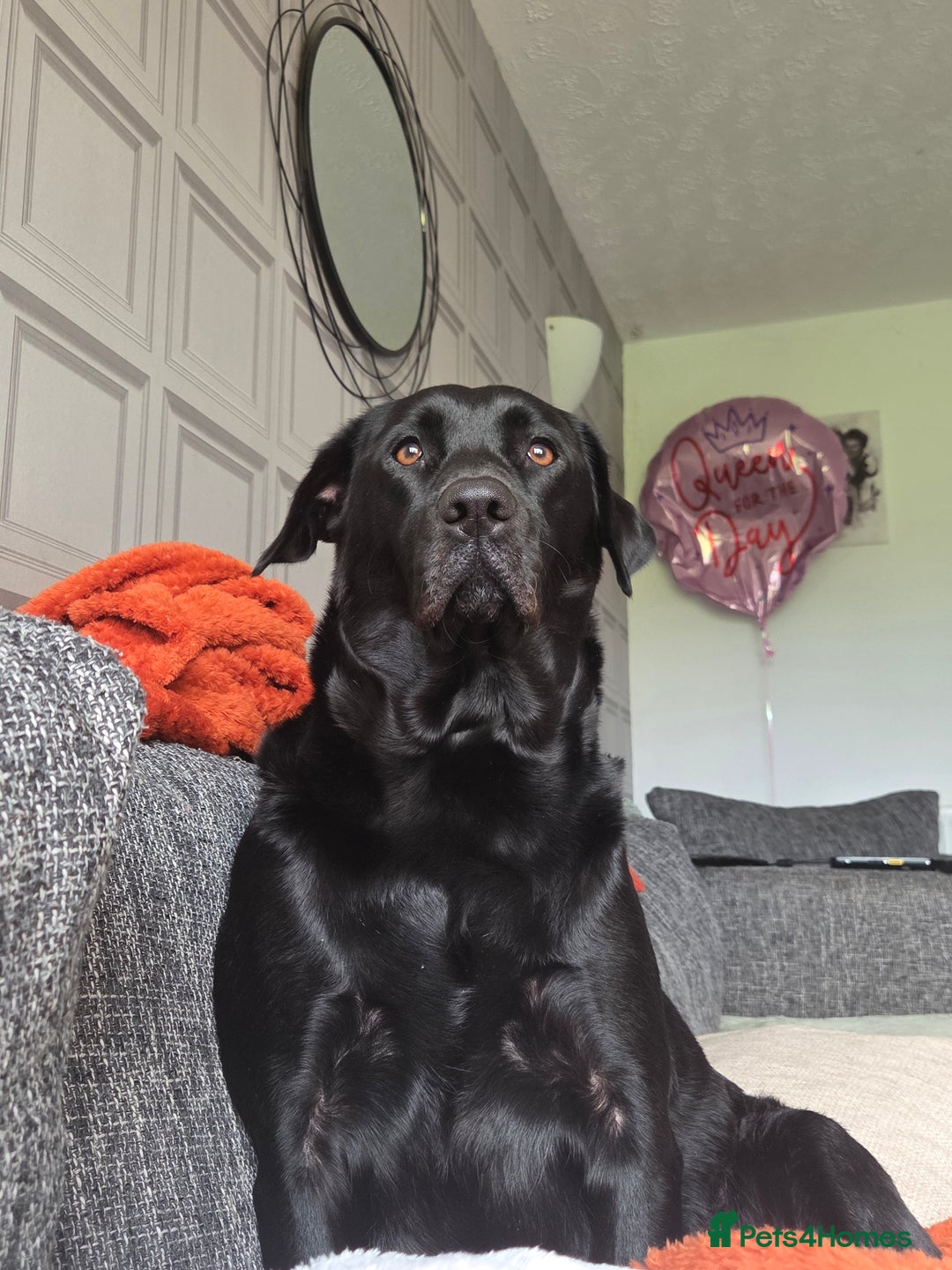 Labrador Retriever dogs for sale: Gorgeous lab indi - Advert 1