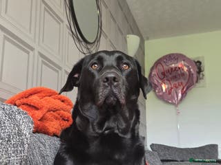 Labrador Retriever dogs Gorgeous lab indi - Advert 1