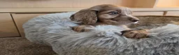 Cocker Spaniel dogs for sale: Working Type Cocker Spaniels - Advert 9