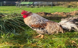 Chickens poultry for sale: Legbar cockerel for sale - Advert 1