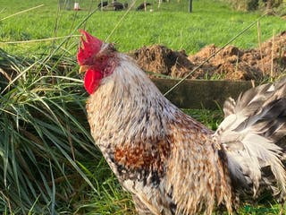 Chickens poultry Legbar cockerel for sale - Advert 18