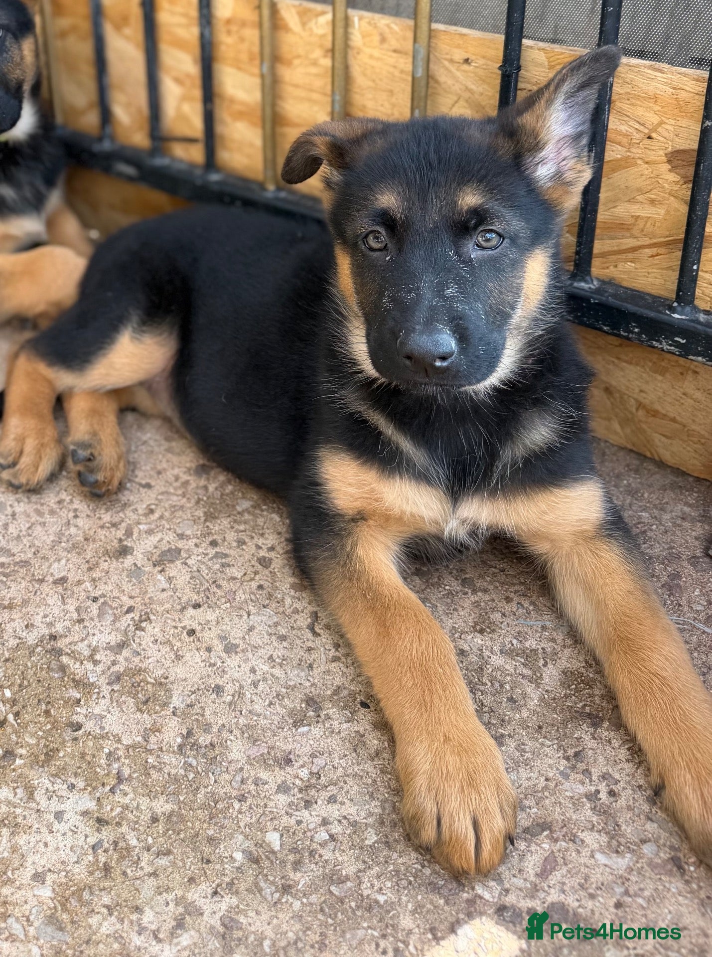 German Shepherd dogs German Shepherd puppies for sale - Advert 1
