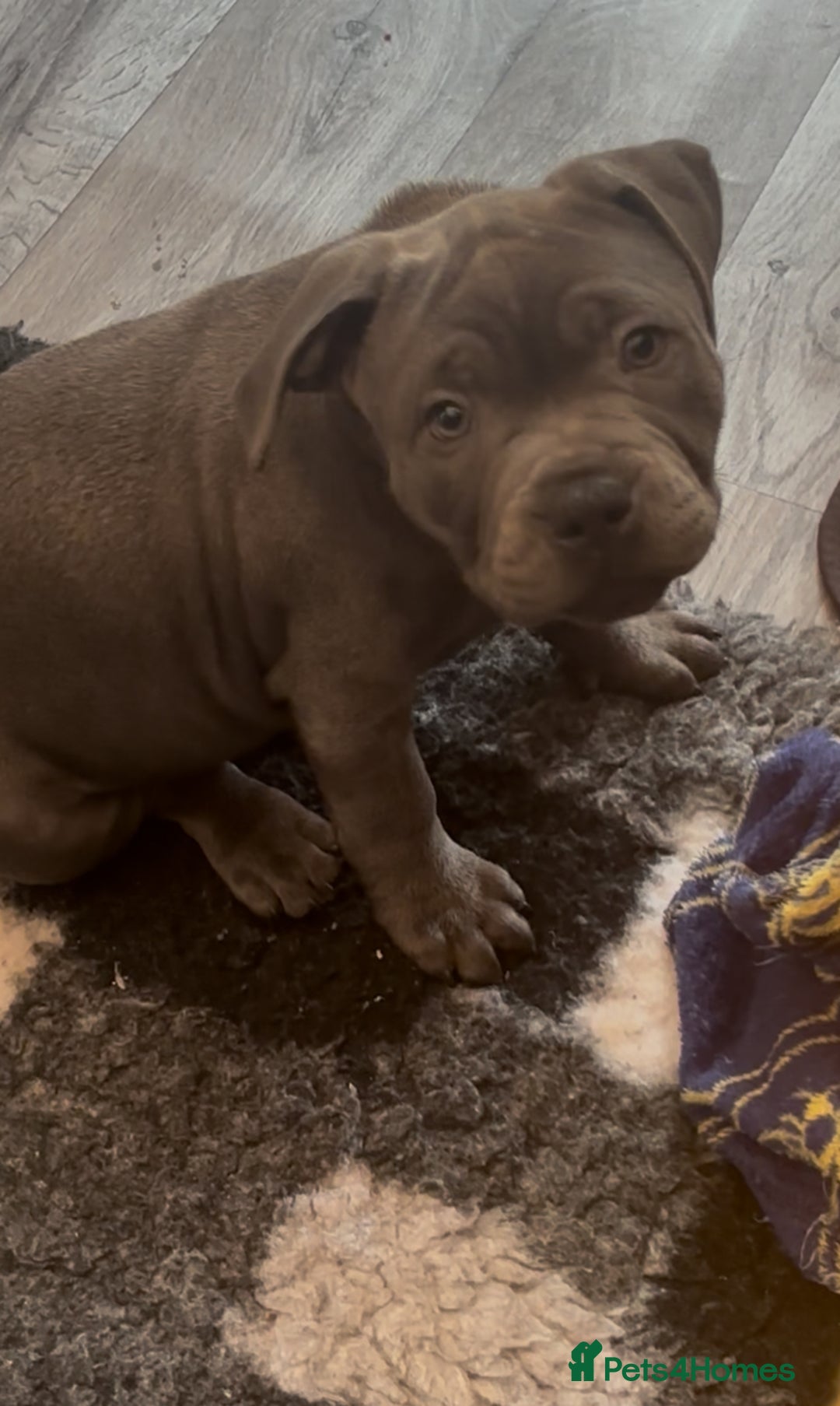 Staffordshire Bull Terrier dogs for sale: KC Staffordshire bull terrier LAST BOY REDUCED  - Image 1