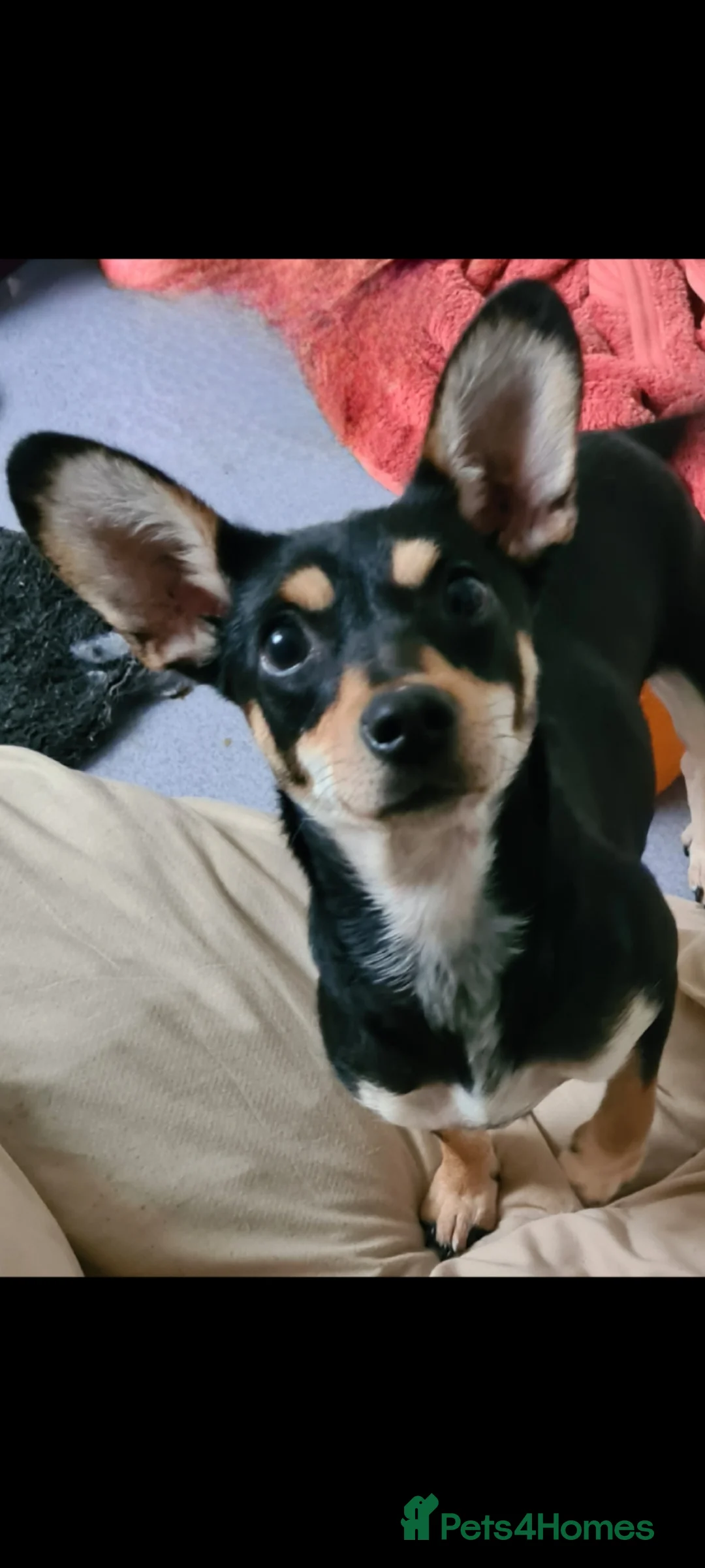 Mixed Breed dogs for adoption: Pixie chi Cross 5kg small - Advert 1