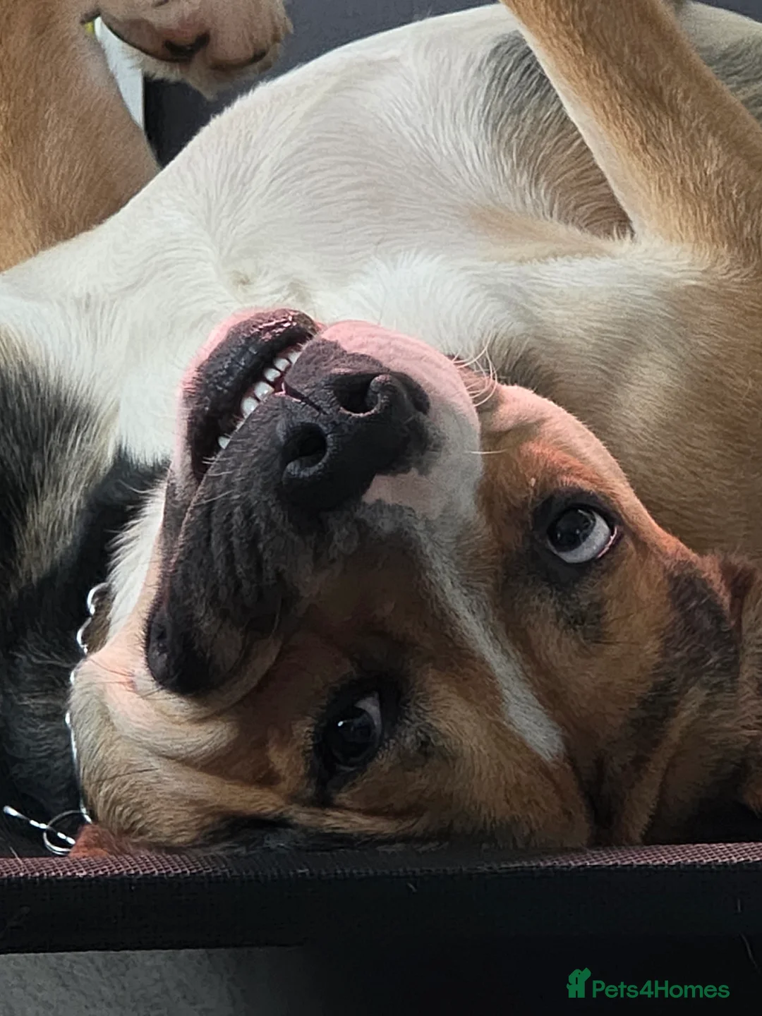 Mixed Breed dogs for sale: Huntway cross - Advert 4