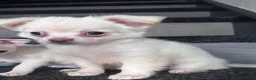 Chihuahua dogs for sale: Amazing puppys in hull - Advert 11