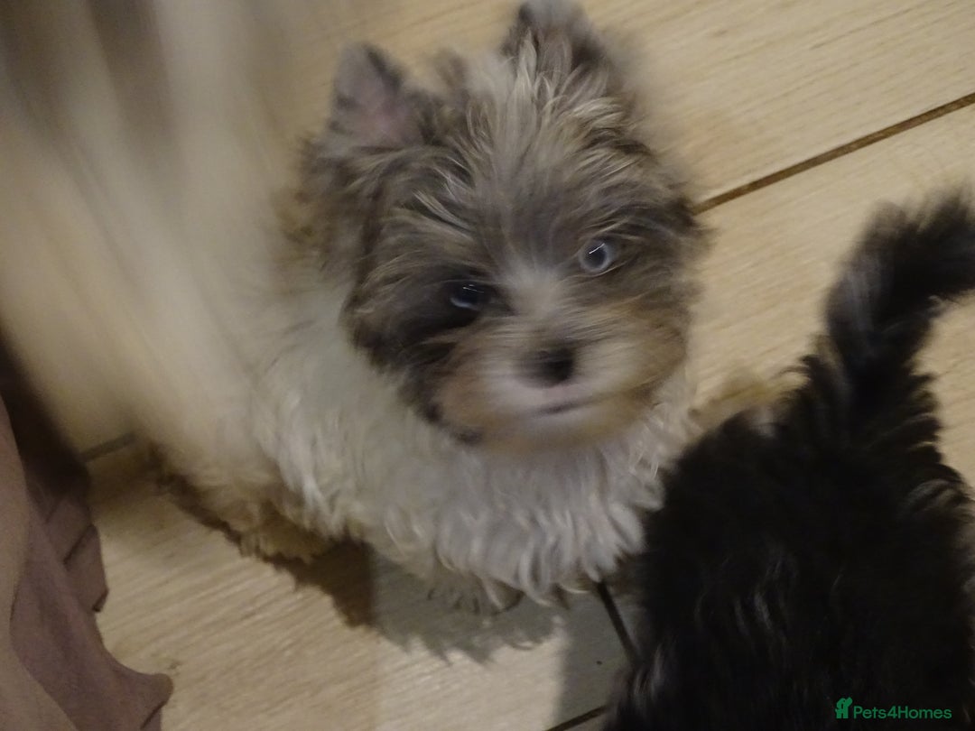 Yorkshire Terrier dogs for sale: Rare Colourful Pedigree Yorkies Certified Breeder - Image 40
