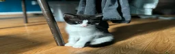 Mixed Breed cats for sale: 4 kitten looking for lovely home  - Advert 1